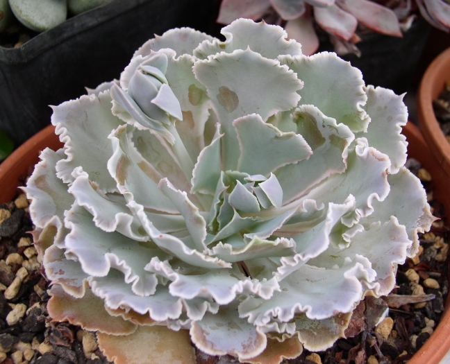 Echeveria shaviana image