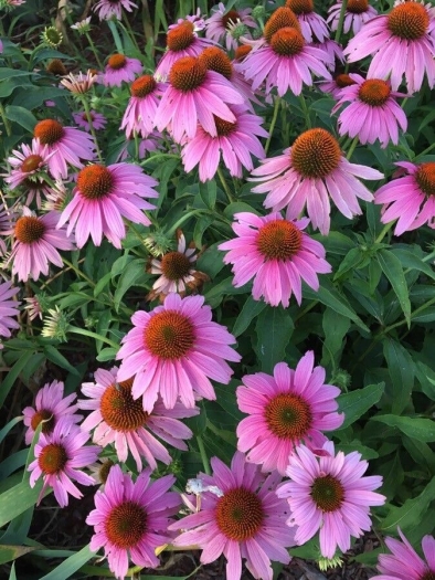 Echinacea angustifolia image