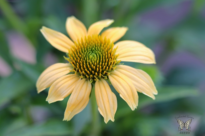 Echinacea hybrida image