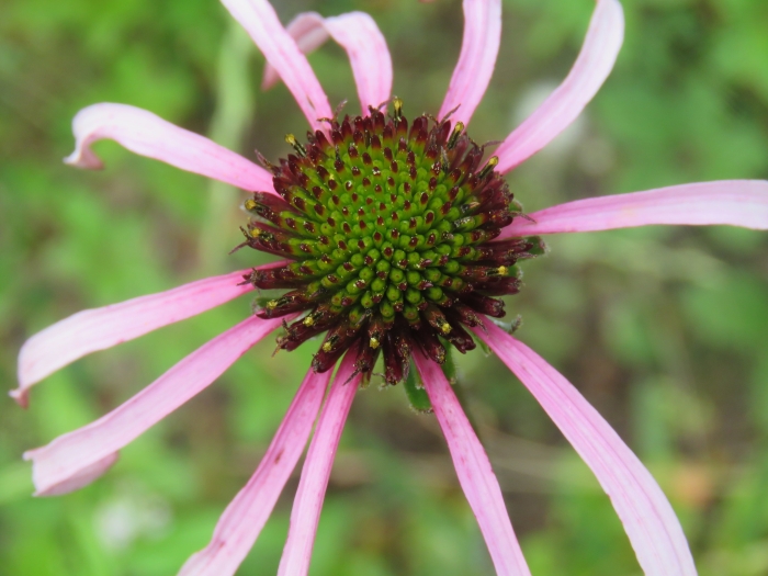 Echinacea sanguinea image