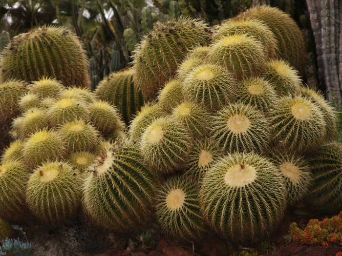 Echinocactus grusonii image