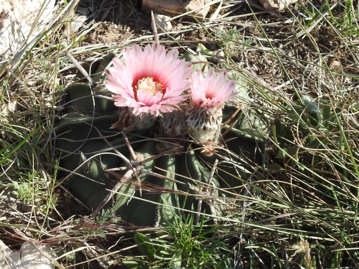 Echinocactus texensis image
