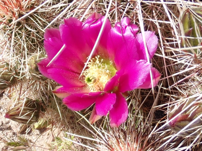 Echinocereus bonkerae image