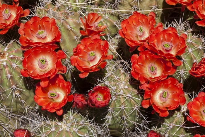 Echinocereus coccineus image