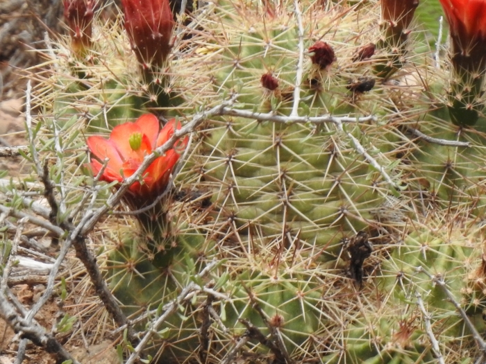 Cereus coccineus image