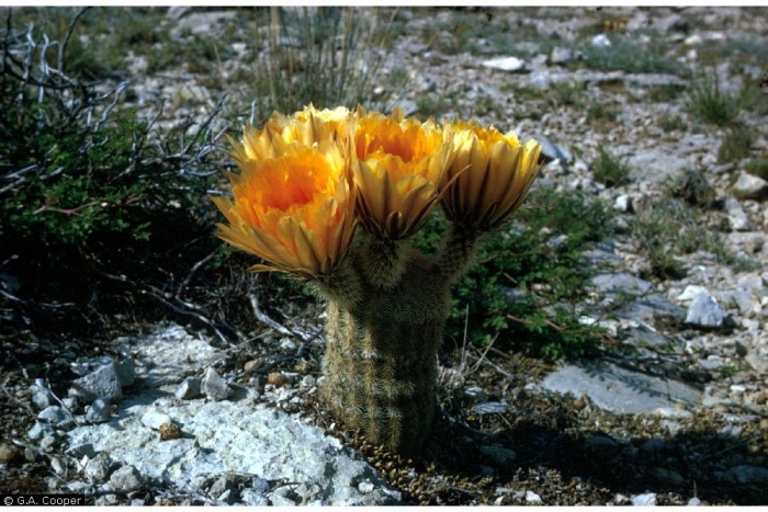 Echinocereus dasyacanthus image