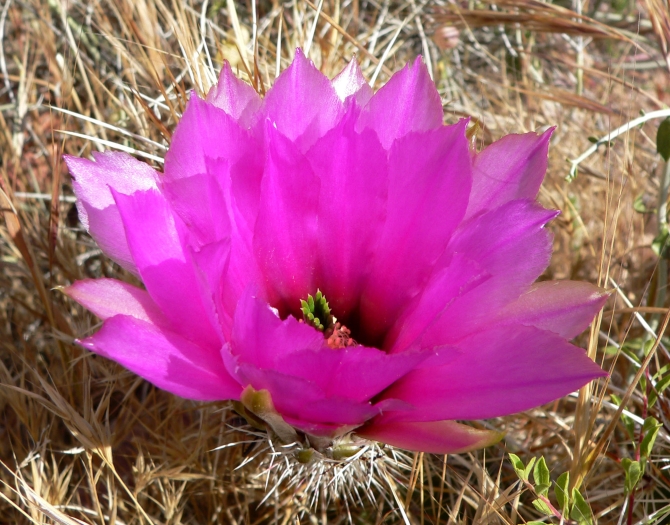 Echinocereus engelmannii image