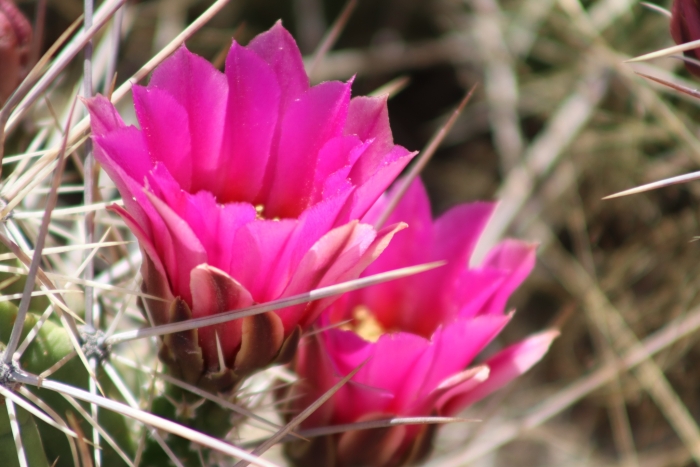 Echinocereus enneacanthus image