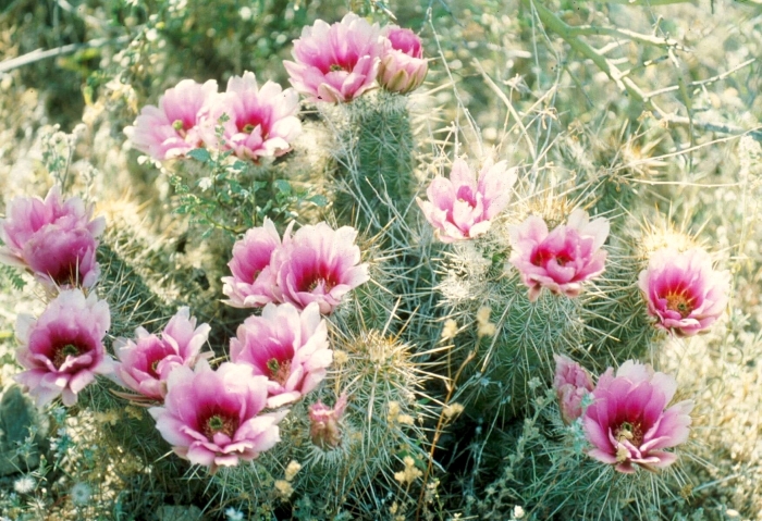 Echinocereus fasciculatus image