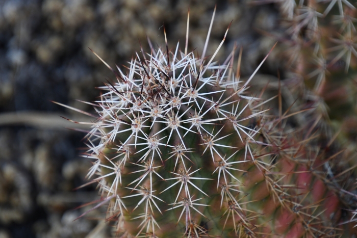 Echinocereus fendleri image