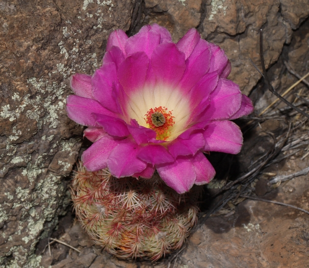 Echinocereus pectinatus image