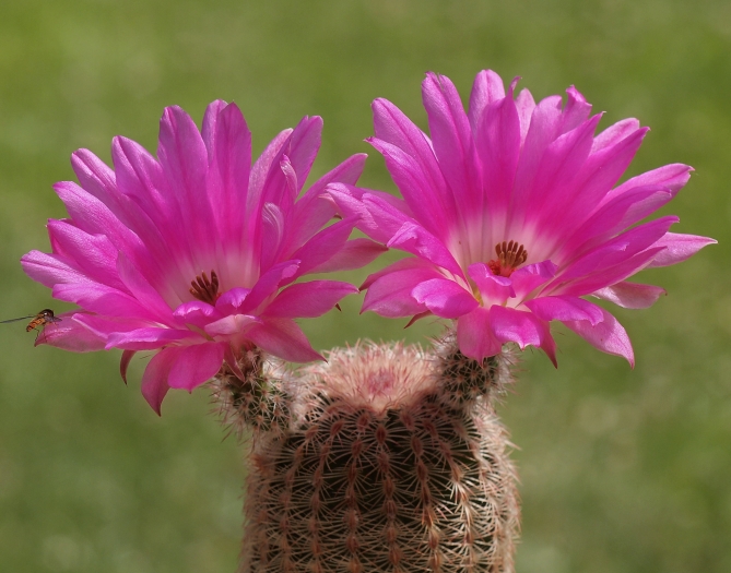 Echinocereus rigidissimus image