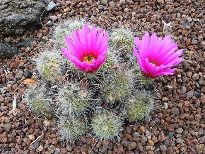 Echinocereus stramineus image