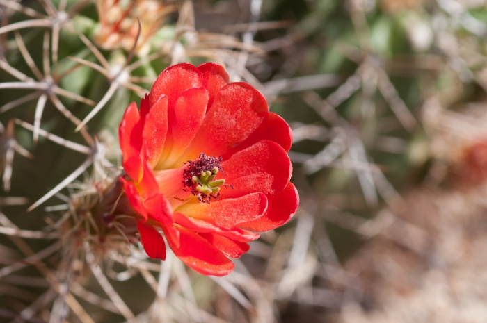 Echinocereus triglochidiatus image