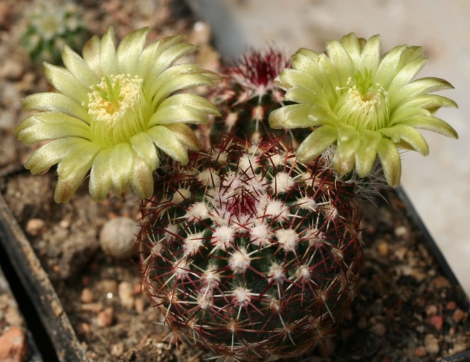 Echinocereus viridiflorus image