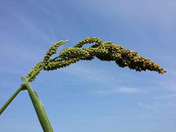 Echinochloa esculenta image