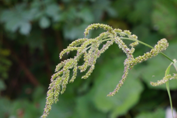 Echinochloa frumentacea image