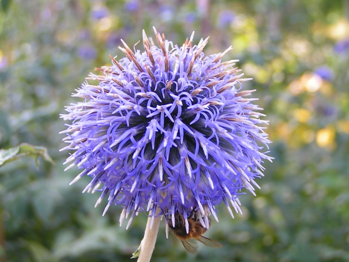 Echinops bannaticus image