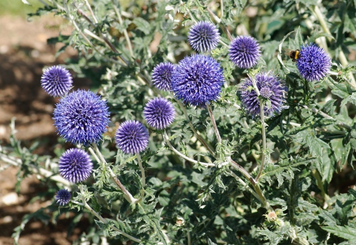 Echinops ritro image