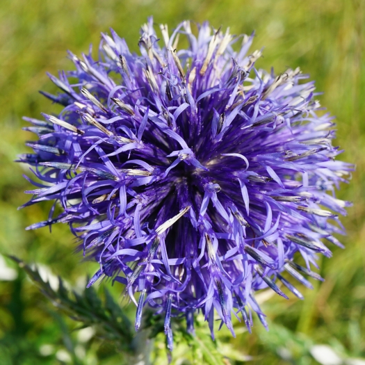 Echinops ruthenicus image