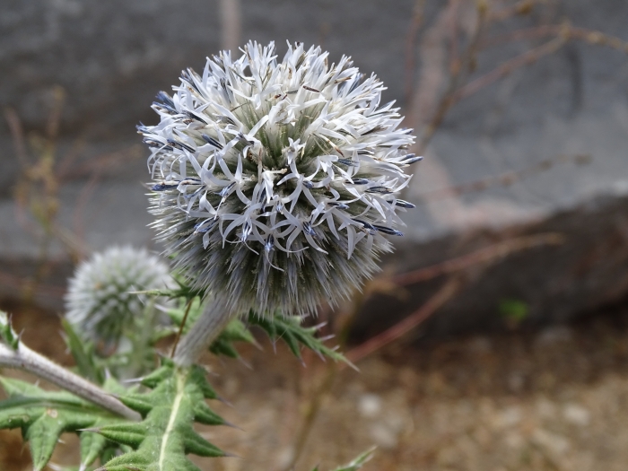 Echinops sphaerocephalus image