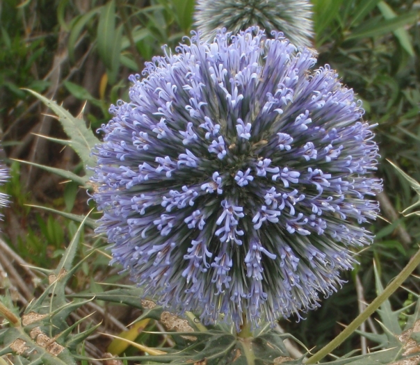 Echinops spinosissimus image