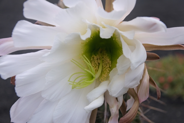 Echinopsis lageniformis image
