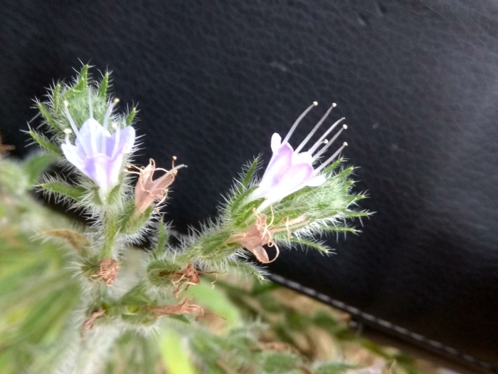 Echium italicum image
