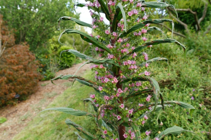 Echium pininana image