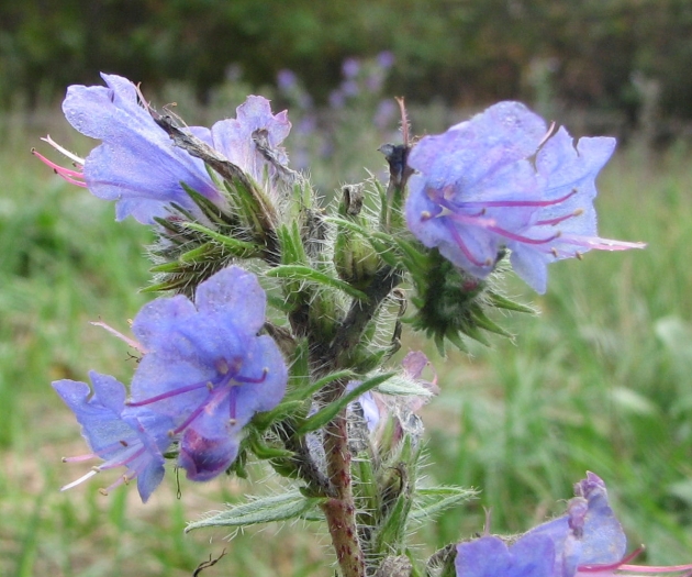 Echium vulgare image