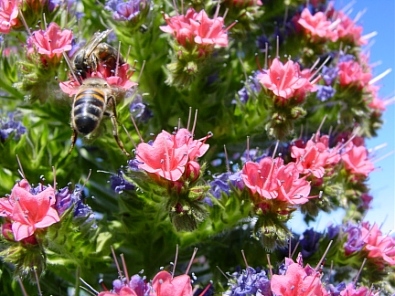 Echium wildpretii image