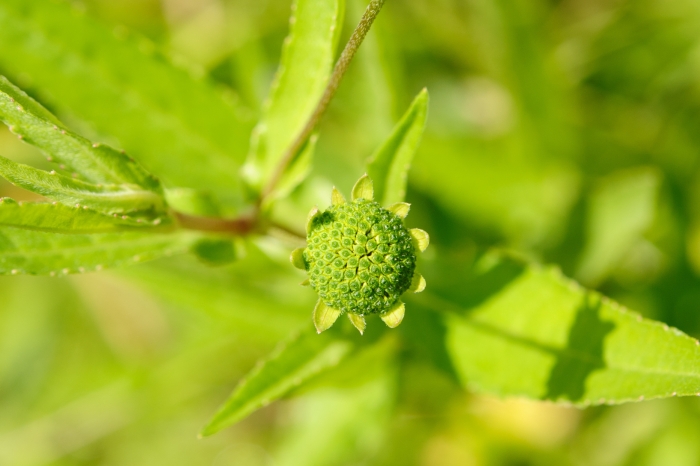 Eclipta alba image