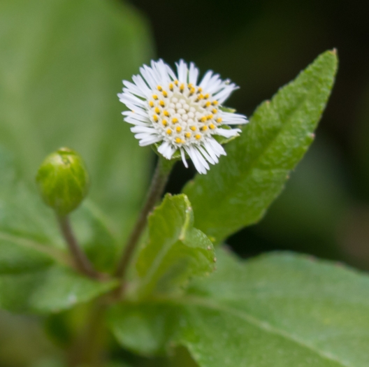Eclipta prostrata image