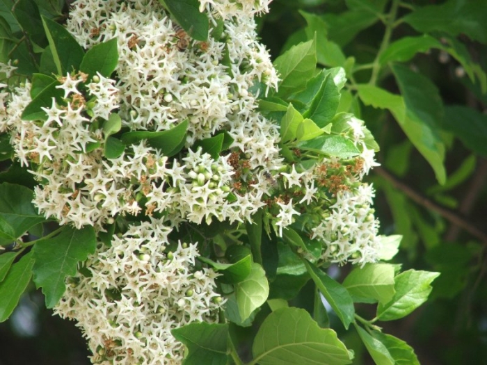 Ehretia anacua image