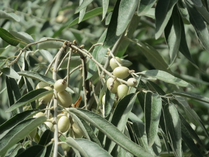 Elaeagnus angustifolia image