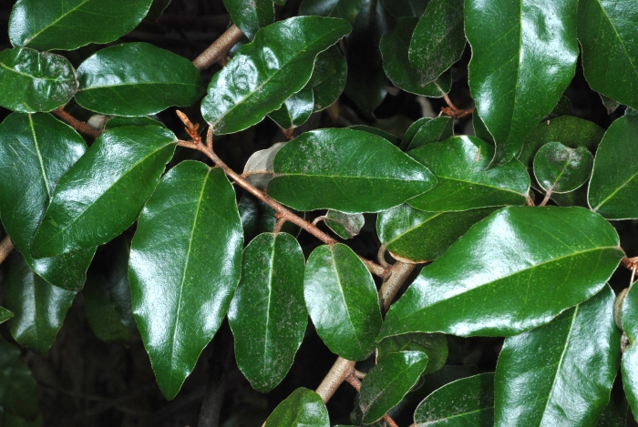 Elaeagnus pungens image