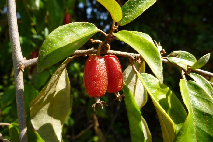 Elaeagnus triflora image