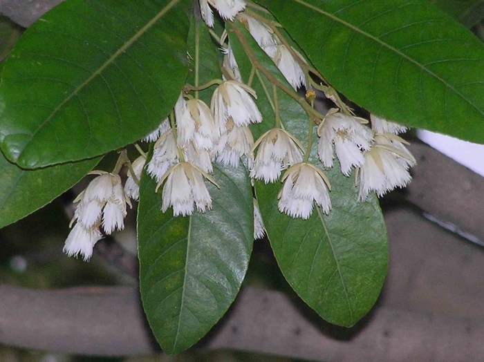 Elaeocarpus decipiens image