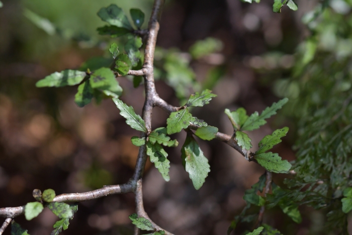 Elaeocarpus hookerianus image