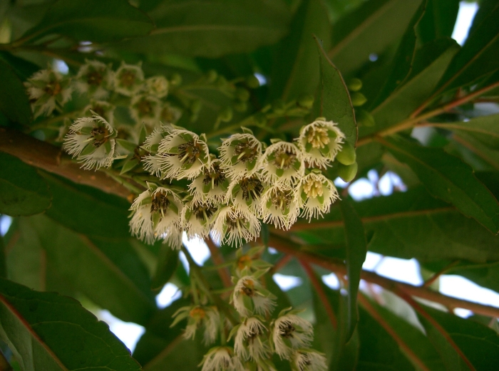 Elaeocarpus sylvestris image