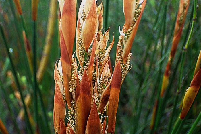 Elegia equisetacea image