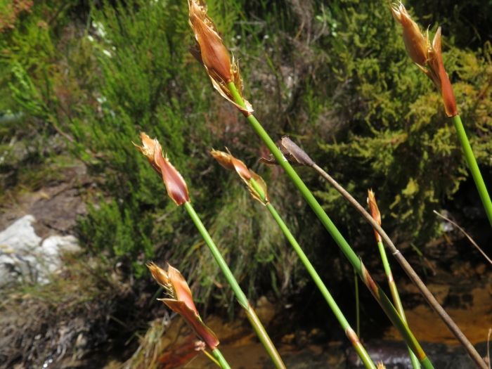 Elegia mucronata image