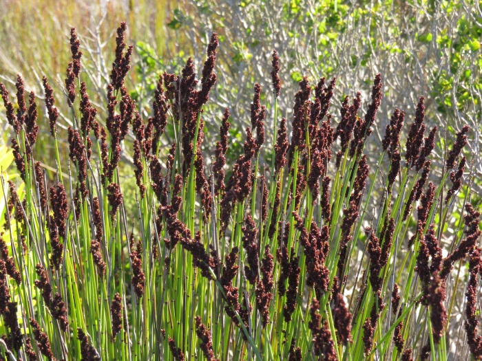 Elegia tectorum image