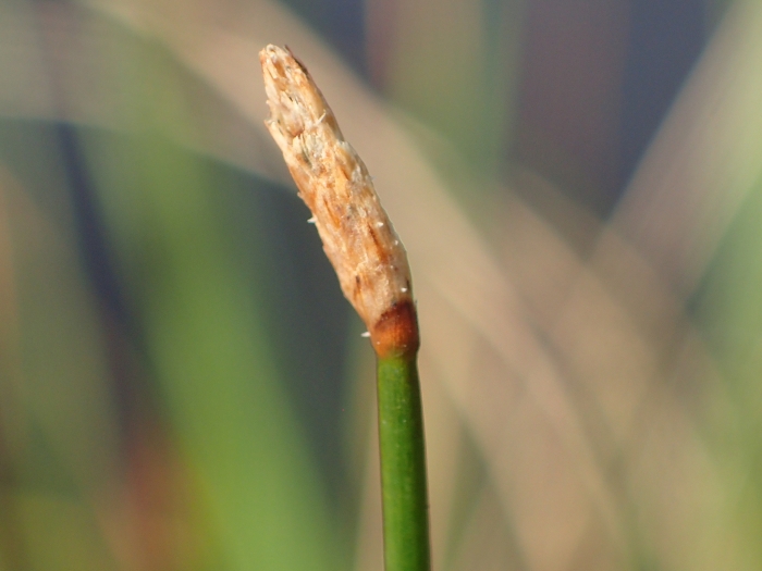Eleocharis acuta image