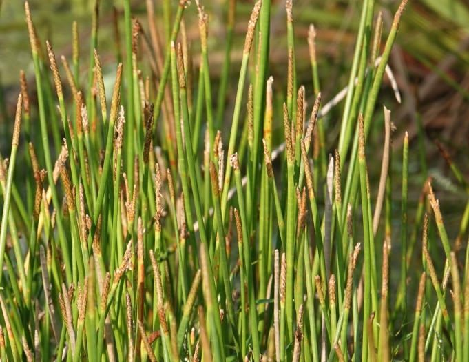 Eleocharis cellulosa image