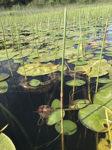 Eleocharis equisetoides image