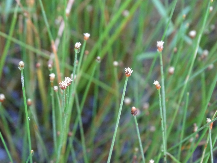 Eleocharis geniculata image