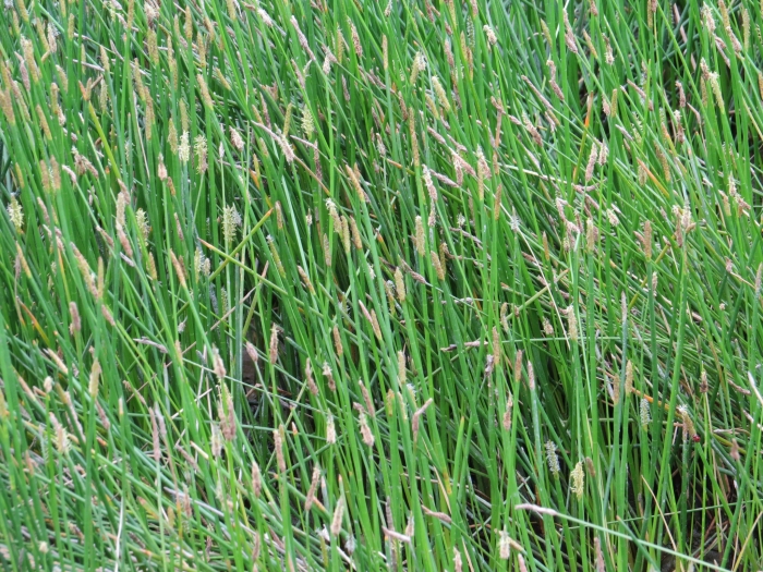 Eleocharis interstincta image