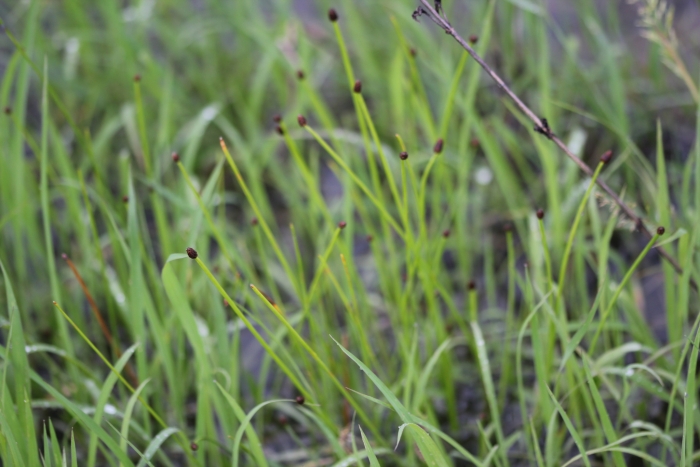 Eleocharis obtusa image