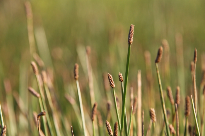 Eleocharis palustris image